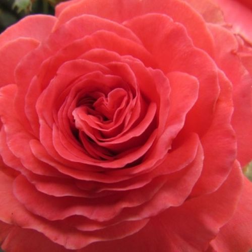 Comanda trandafiri online - Roz - trandafir pentru straturi Floribunda - trandafir cu parfum intens - 0 - Ronnie Rawlins - ,-